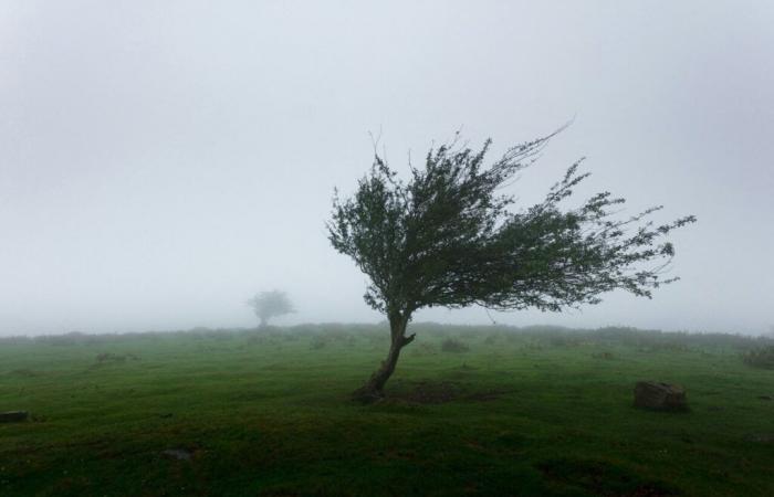 Tras la nieve, el fuerte viento azotará el Orne ante “una subida extraordinaria”