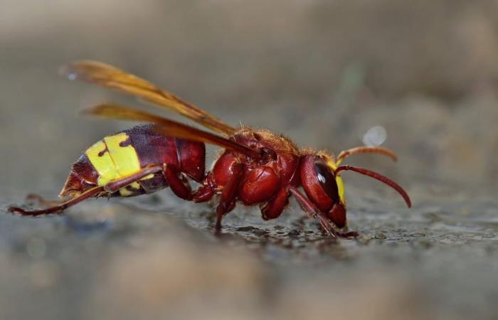 Este animal presente en Francia es el único que puede beber alcohol sin moderación