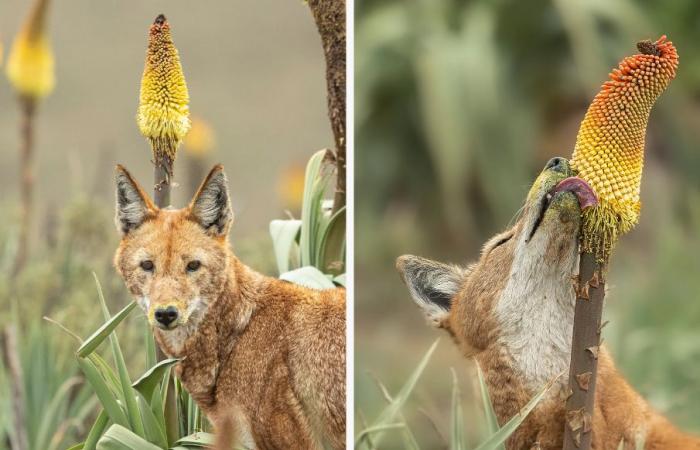 Estos raros lobos son los primeros carnívoros que se sabe que se alimentan de néctar.