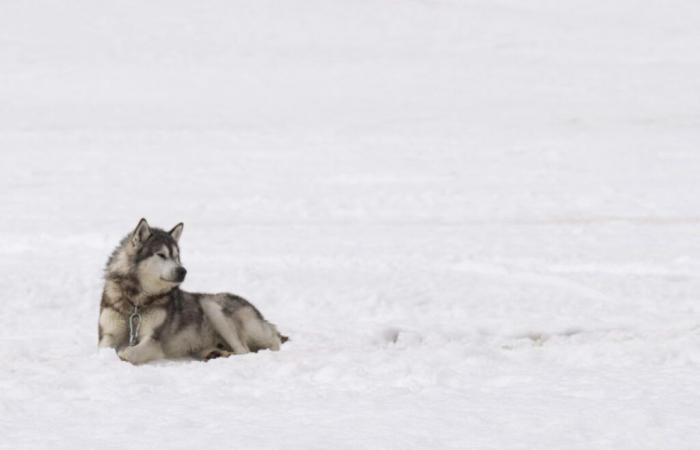 Perros de trineo sacrificados: disculpa de Canadá y 45 millones de dólares a los inuit de Nunavik