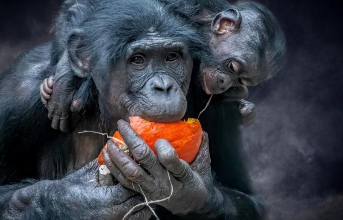 Un estudio revela el inusual consumo de alcohol de ciertos animales