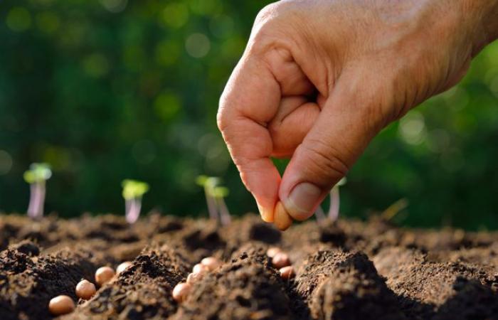 Temporada agrícola 2024-2025… a la espera de la lluvia