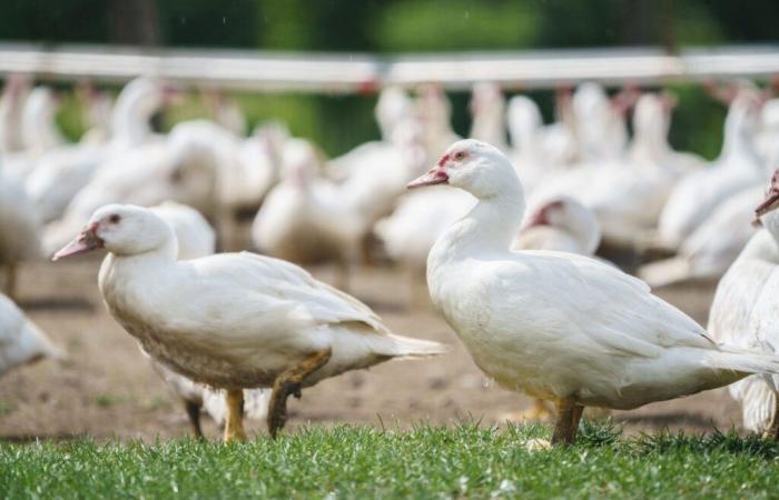 Gripe aviar: los productores de patos no están muy preocupados