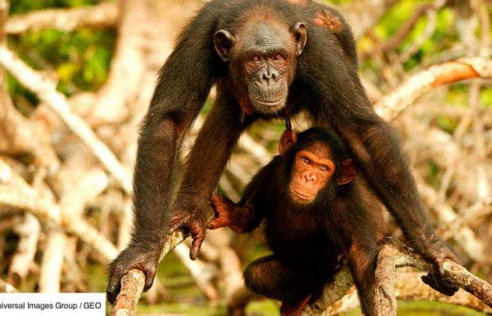 La complejidad de las herramientas de los chimpancés se ve acelerada por los intercambios entre grupos.