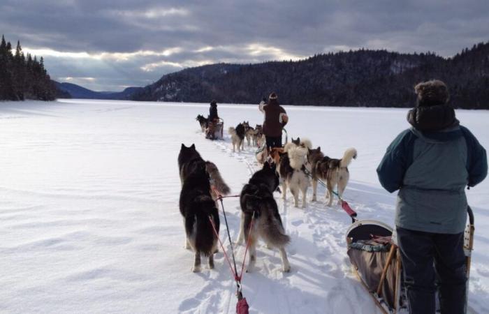 Ottawa se disculpa con los inuit de Nunavik por la matanza “masiva” de perros de trineo