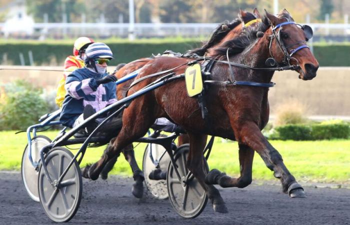 PMU – Llegada de la quinté el sábado 23 de noviembre a París-Vincennes: Grindelwald vuelve a ser noticia