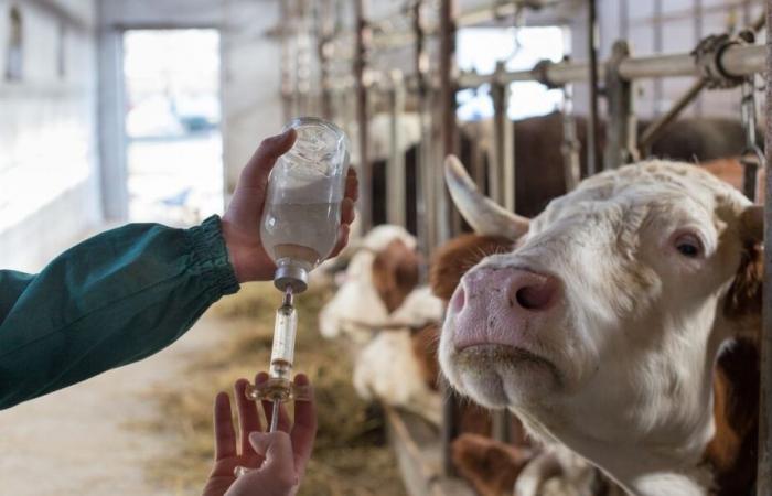 fiebre catarral y enfermedad hemorrágica, la prefectura hace balance