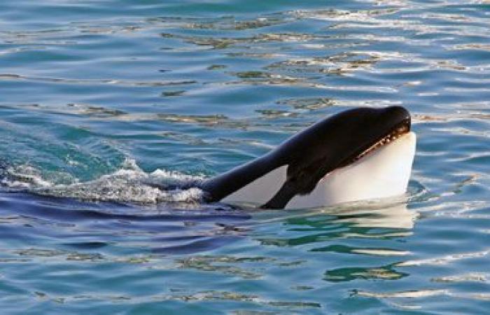 El parque acuático Marineland de Antibes quiere trasladar sus dos últimas orcas a Japón