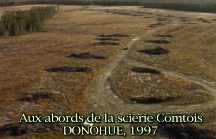 ¿Cómo está el bosque de Quebec, 25 años después del error boreal?