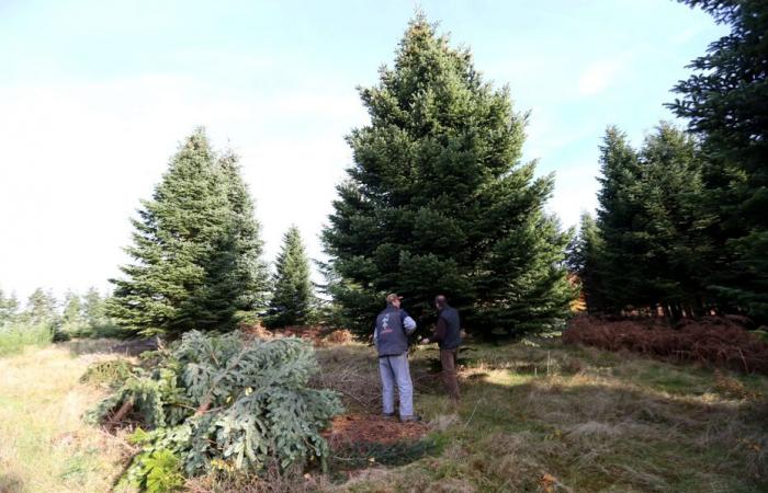 INVESTIGACIÓN. ¿Quién culpa a los productores de árboles de Navidad de Morvan? Un incendio reaviva divisiones: “Tengo una bomba lacrimógena”