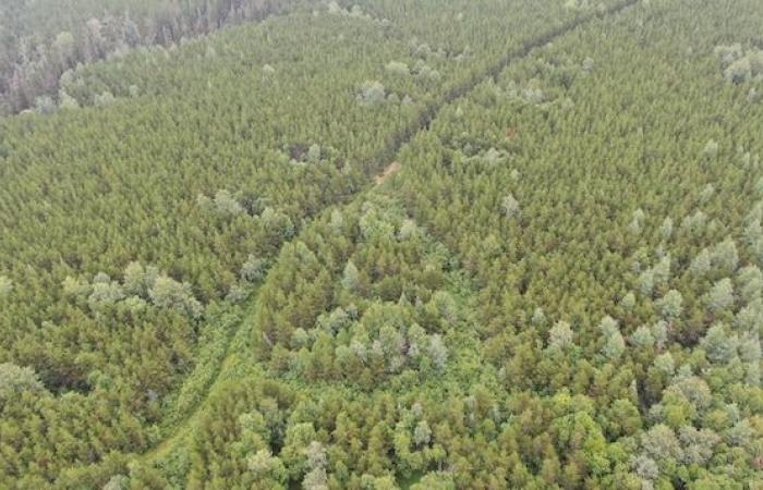 ¿Cómo está el bosque de Quebec, 25 años después del error boreal?