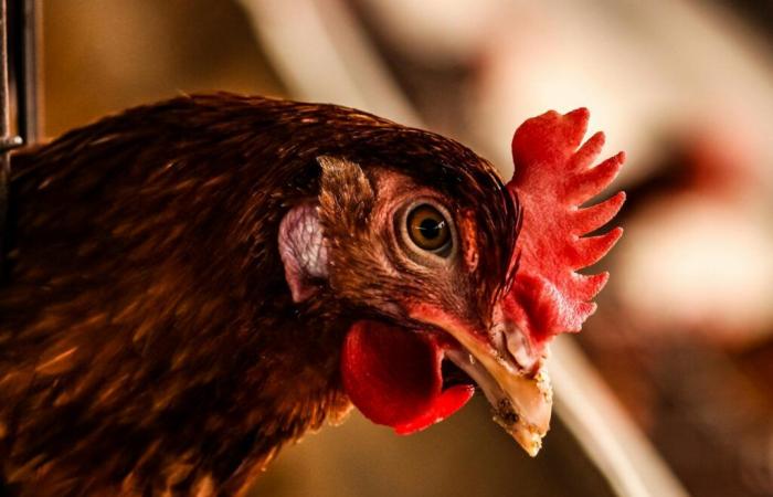 Este organismo unicelular podría resolver el enigma del huevo y la gallina