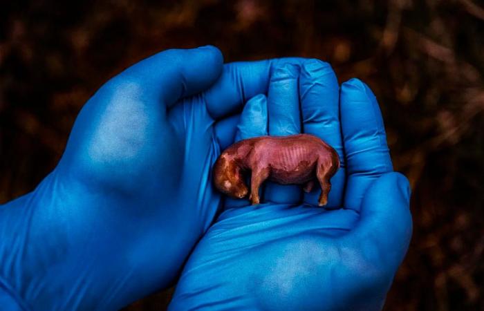 Aquí tienes 7 de las fotos más llamativas.