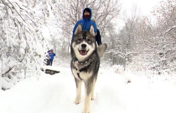 En Hautes-Fagnes, los turistas acuden en masa para disfrutar de la nieve: “Mi perro está súper feliz”