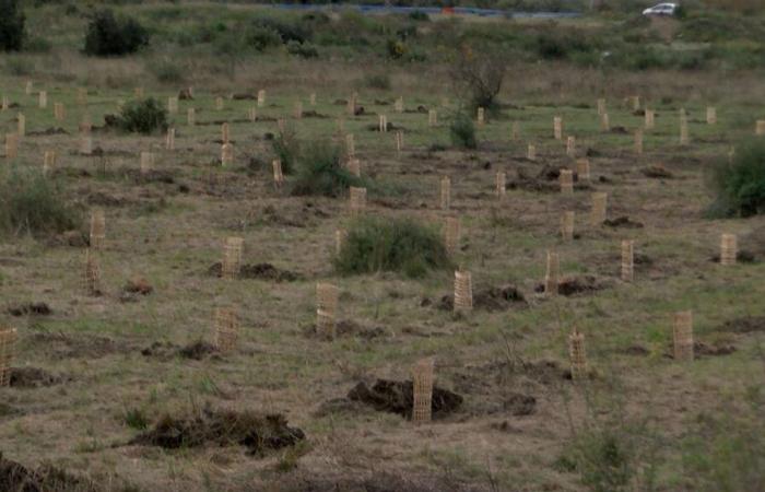 Tras el incendio de 2017, nueva campaña de plantación en Les Maurettes