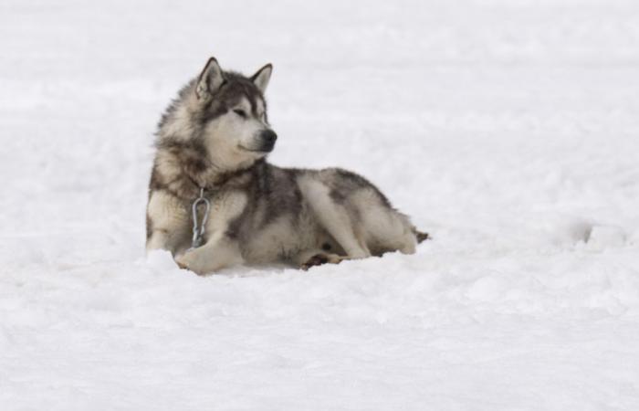 Perros de trineo asesinados en Nunavik | Disculpa de Canadá y 45 millones de indemnización a los inuit