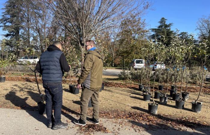 Metrópolis de Lyon: árboles ofrecidos gratuitamente a los residentes