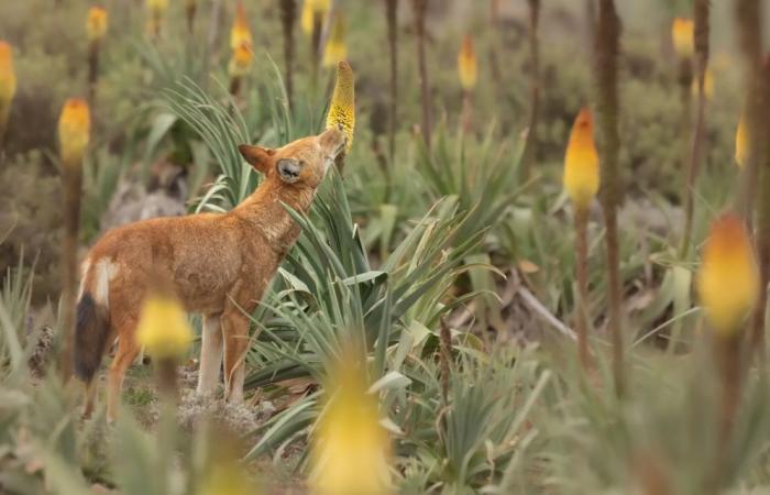 Estos raros lobos son los primeros carnívoros que se sabe que se alimentan de néctar.