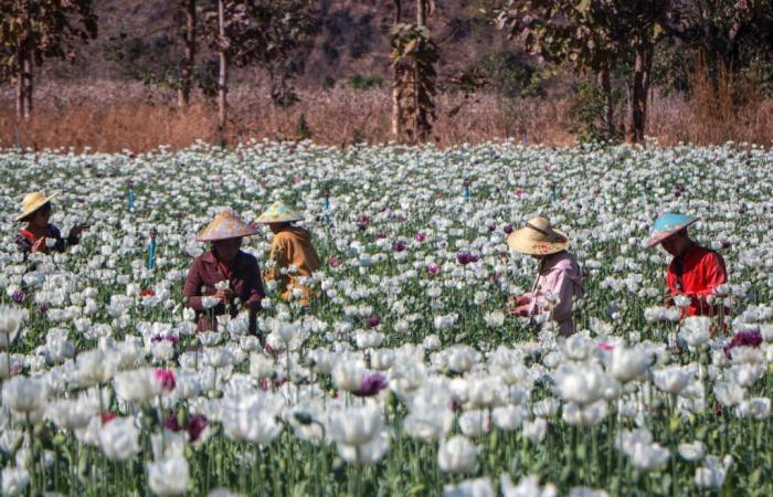 La economía de las drogas en el Triángulo Dorado revivida por la crisis birmana