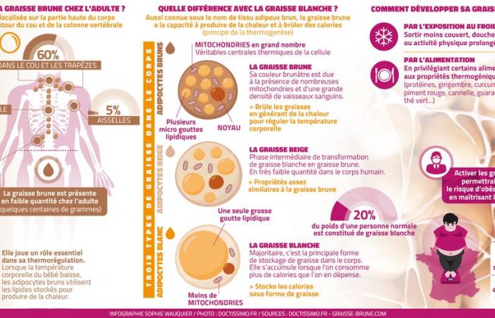 Grasa parda: ¿por qué este tejido adiposo poco conocido es tan útil para la salud? Un estudio de Toulouse abre nuevas perspectivas