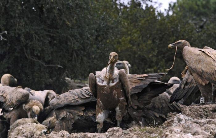 Más “ataques”, pájaros “desviados”… ¿Qué está pasando con los buitres?