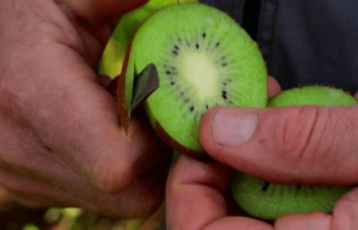 kiwi, una cura vitamínica para el invierno