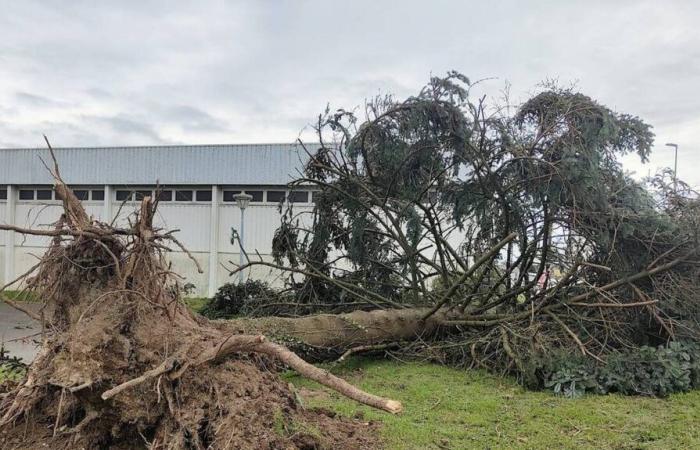 Tormenta Caetano. La impresionante caída de un árbol en un municipio de Deux-Sèvres