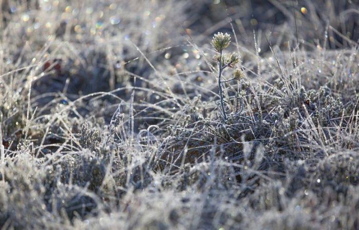 Tiempo: – 6°C, – 5,5°C, – 5°C… heladas generalizadas en Aveyron este sábado por la mañana, aquí están los municipios más afectados por el frío