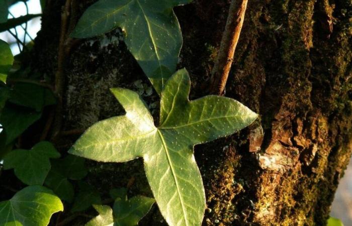 Hiedra trepadora y sus frutos tóxicos, de sabor repulsivo.