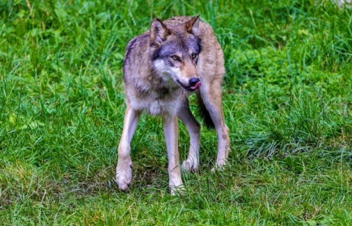 En Valais, de 27 lobos, 11 fueron asesinados por error