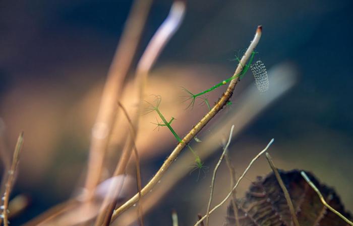 Exposición: inmersión estética en las aguas del lago Lemán