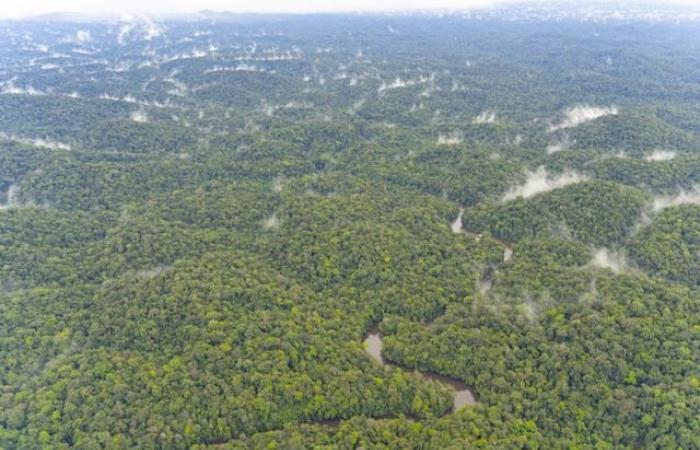 En el Amazonas, los pueblos indígenas luchan para defender y proteger el bosque – rts.ch