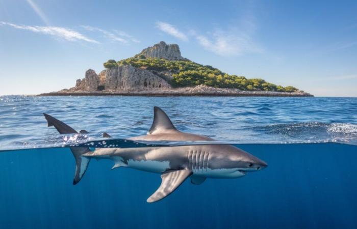 ¿Es este el comienzo de una invasión en el Mediterráneo?