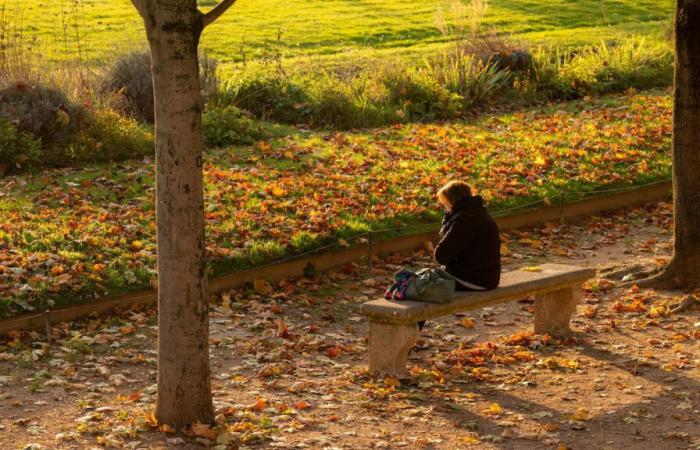 ¿Pero dónde van a parar todas las pobres hojas muertas recogidas en París?