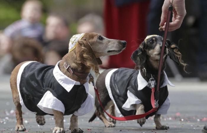 ¿Por qué el perro salchicha vuelve a estar de moda?