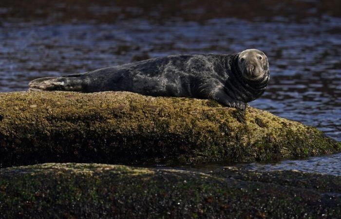 Gripe aviar: una investigación arroja luz sobre la muerte de focas infectadas en Quebec