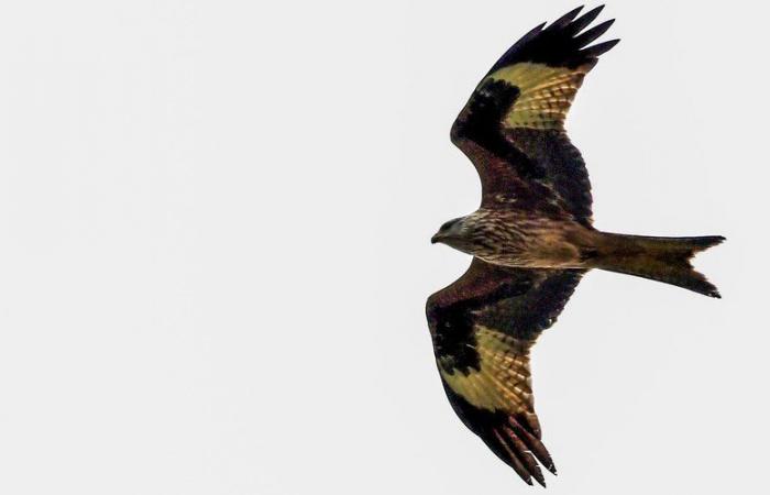 Para los ornitólogos, varias decenas de especies de aves estarían amenazadas por la línea THT entre Fos-sur-Mer y Gard.