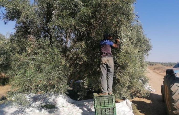 El cultivo del olivo, un motor clave del desarrollo económico local.