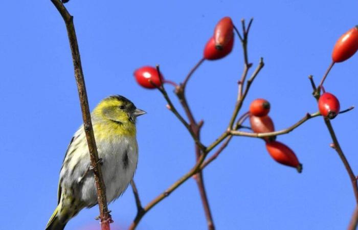 ¿Cómo estará el tiempo en Chambéry y sus alrededores el domingo 24 de noviembre de 2024?