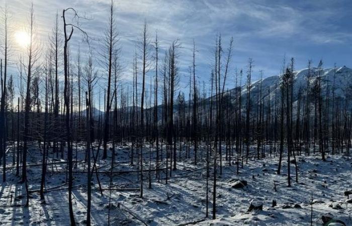 El bosque quemado de Jasper resurge de sus cenizas