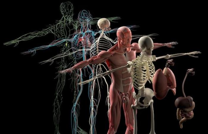 Toma forma un atlas de células del cuerpo humano