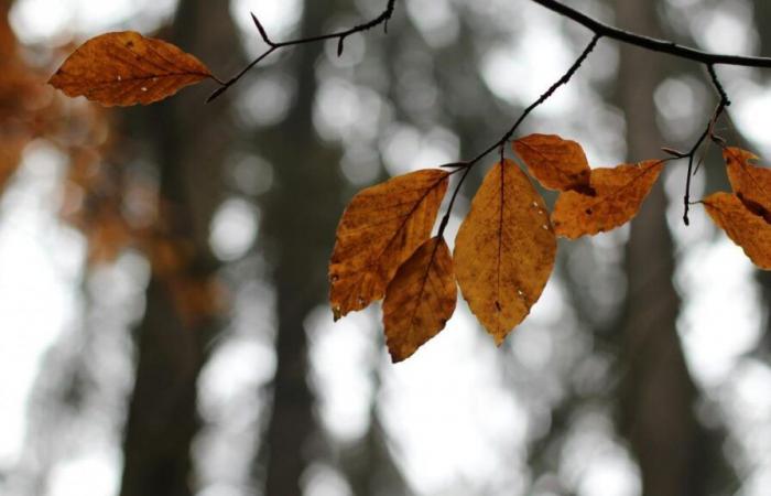 Subida de temperaturas, fuertes vientos… ¿Qué tiempo nos espera a principios de semana?