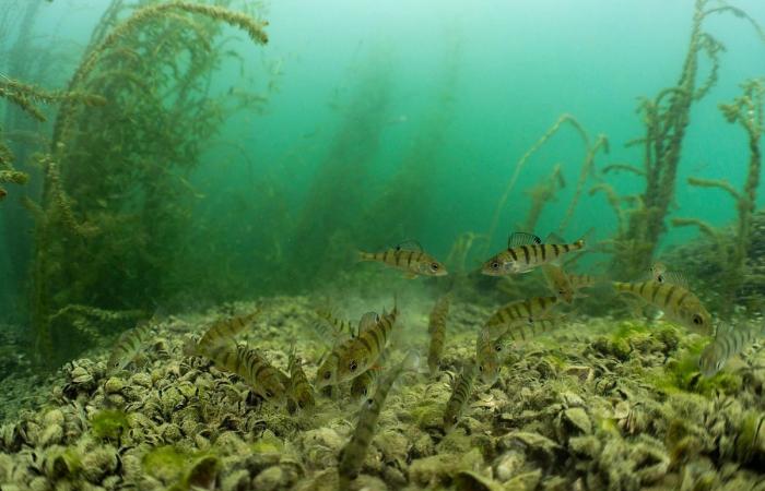 Exposición: inmersión estética en las aguas del lago Lemán