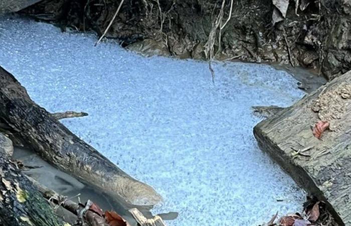 Agua azul, residuos de todo tipo… Fuerte contaminación en Mont-Saint-Martin