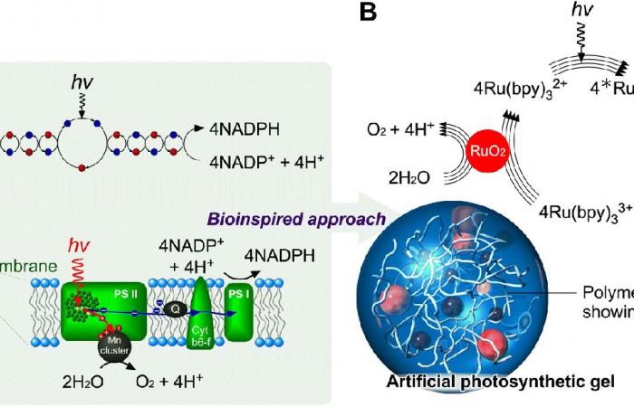 Finalmente, ¿una fotosíntesis artificial verdaderamente efectiva? ????