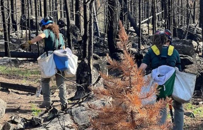 El bosque quemado de Jasper resurge de sus cenizas