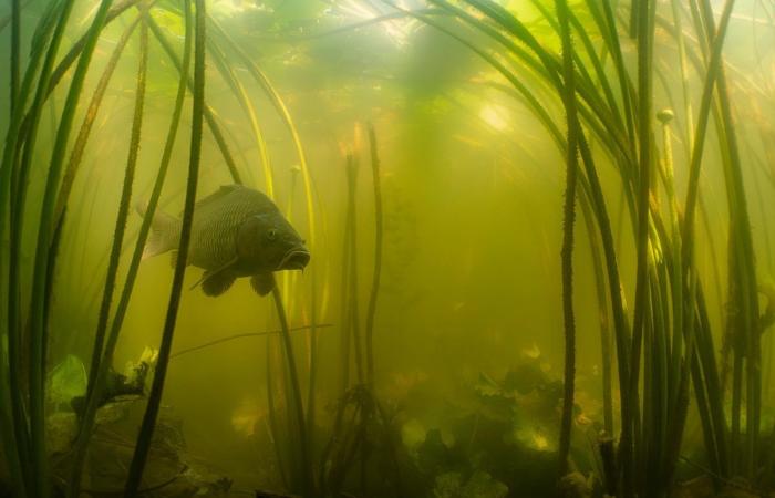 Exposición: inmersión estética en las aguas del lago Lemán