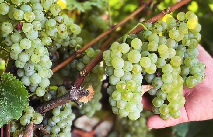 GARD Los Vignerons des Capitelles combinan con sus comidas de fin de año