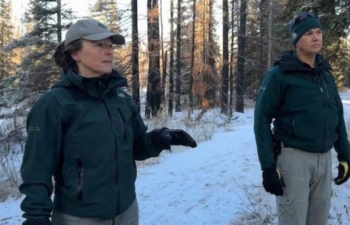 El bosque quemado de Jasper resurge de sus cenizas