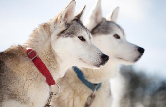 Canadá pide disculpas a los indígenas por la matanza “masiva” de perros de trineo